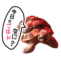 [LINEスタンプ] リクガメりくのスタンプ