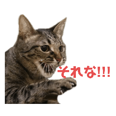 [LINEスタンプ] ねこのにゃーにゃ