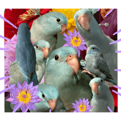[LINEスタンプ] インコの豆子