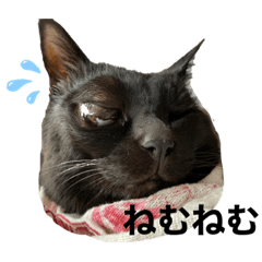 [LINEスタンプ] にゃあスタンプ1