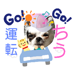 [LINEスタンプ] チワワの心菜☆文字入れ出来ない時スタンプ