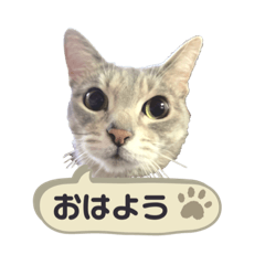 [LINEスタンプ] みぃ＆ちゃい＆ライム 510