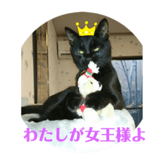 [LINEスタンプ] ニャンコギャング