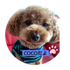 [LINEスタンプ] COCOたんの毎日