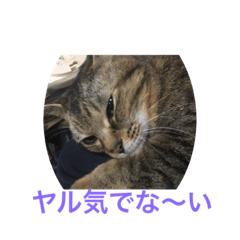 [LINEスタンプ] くぅねこスタンプ