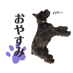 [LINEスタンプ] 黒シュナのむむちゃん