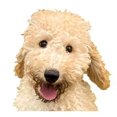 [LINEスタンプ] Django the Poodle