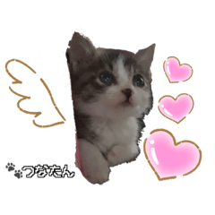 [LINEスタンプ] 愛しの愛猫つなたん。