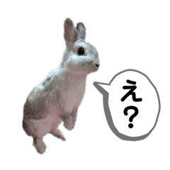 [LINEスタンプ] うちのうさぎのうさまる君スタンプ