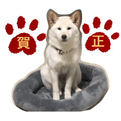 [LINEスタンプ] ツンデレ白柴犬！！①