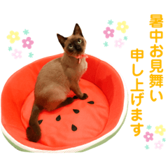 [LINEスタンプ] 我が家のわんぱくアニマル部【夏が来た編】