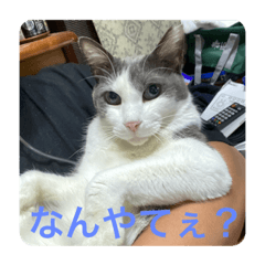 [LINEスタンプ] Yashichi Nekochan