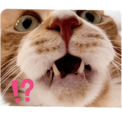 [LINEスタンプ] わが家のとらさん