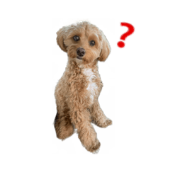 [LINEスタンプ] 琥珀だよ
