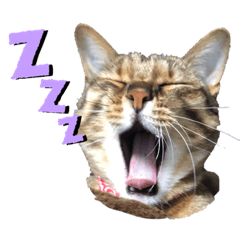 [LINEスタンプ] おれらの猫たち