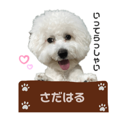 [LINEスタンプ] ビションフリーゼさだはるくん