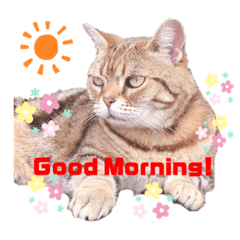 [LINEスタンプ] 畑猫のミイ＆チロ No.2