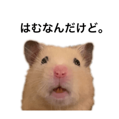 [LINEスタンプ] はむなんだけど。