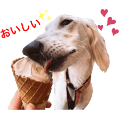 [LINEスタンプ] 我が家のサルーキ時々ダックス