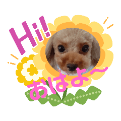 [LINEスタンプ] プードルひなちゃん4