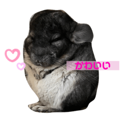 [LINEスタンプ] チンチラのコトロ
