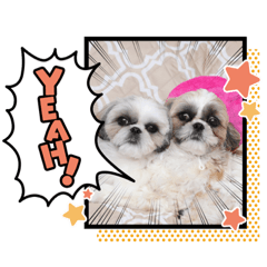 [LINEスタンプ] つくしとすみれ4 シーズー