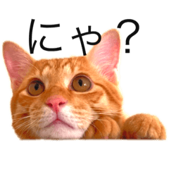[LINEスタンプ] 猫のドムくん