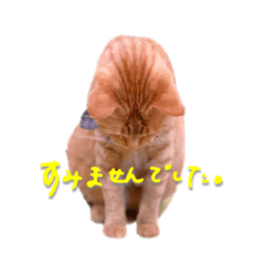 [LINEスタンプ] もっちゃんがひたすら謝るスタンプ。