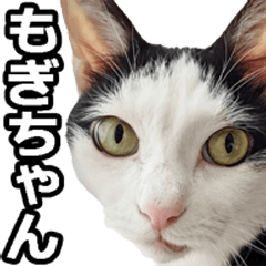 [LINEスタンプ] もぎちゃんスタンプ