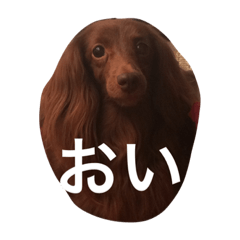 [LINEスタンプ] ケーティー