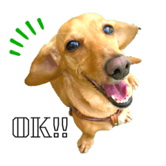 [LINEスタンプ] Diddy the dog