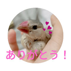 [LINEスタンプ] 文鳥のいとちゃん
