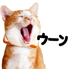 [LINEスタンプ] 猫もこんな風に話す