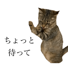 [LINEスタンプ] ひじきです