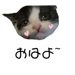 [LINEスタンプ] 溺愛の猫ちゃん