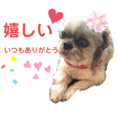 [LINEスタンプ] シーズー♀ルー スタンプ
