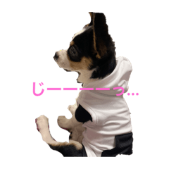 [LINEスタンプ] こむぎのいる生活