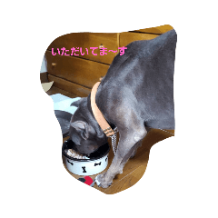 [LINEスタンプ] ガルルドッグ