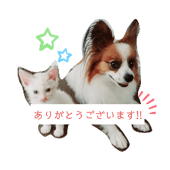 [LINEスタンプ] 犬＆猫(dog＆cat)