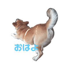[LINEスタンプ] 保護犬あおの一日
