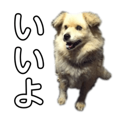[LINEスタンプ] 愛犬イギーちゃん