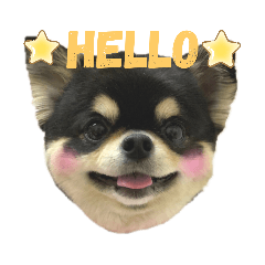 [LINEスタンプ] にっこりチワワのいちちゃん