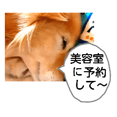 [LINEスタンプ] びーちゃん【夏22】
