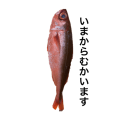 [LINEスタンプ] 魚スタンピー