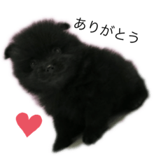 [LINEスタンプ] 愛犬小豆ちゃん❤