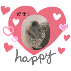 [LINEスタンプ] かめと2羽の鳥