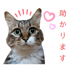 [LINEスタンプ] キジ白ソックスいぐさ猫の敬語スタンプ