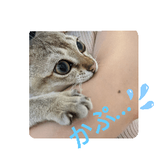 [LINEスタンプ] まめ太郎LIFE