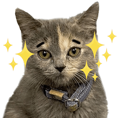 [LINEスタンプ] 可愛い猫ミルクティー