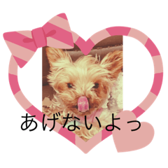 [LINEスタンプ] 愛犬メドレー
